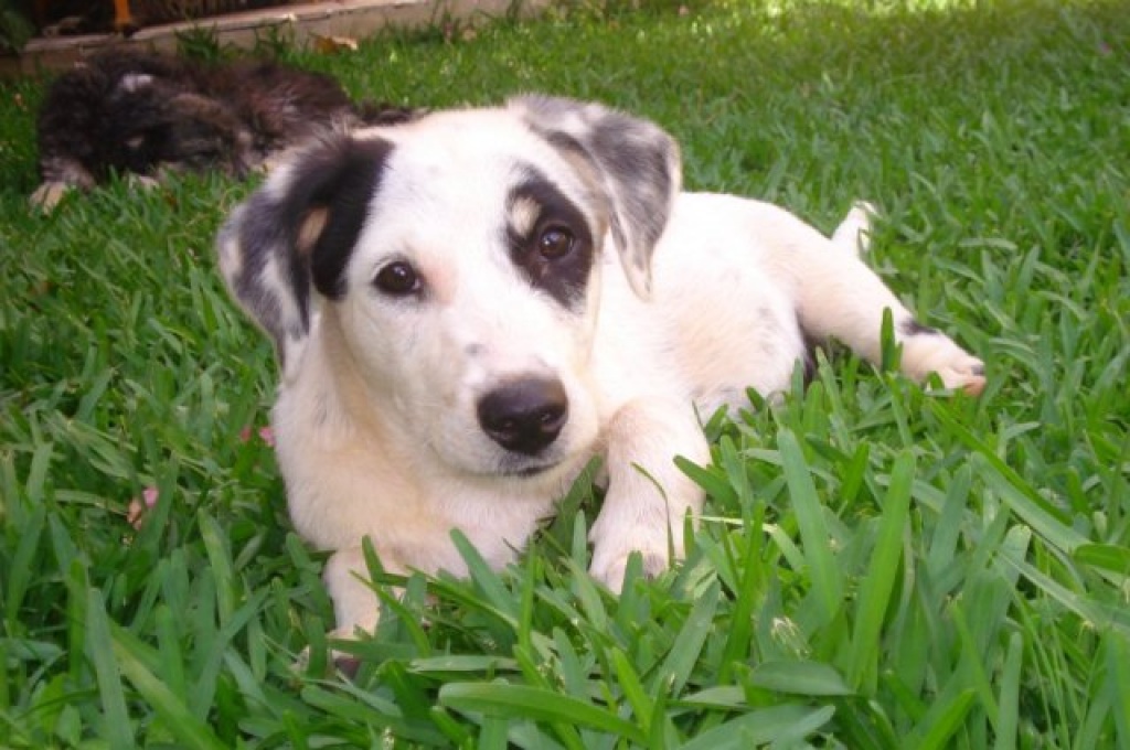 Yumi Jack-Russel-Dackelmix sucht ein Zuhause z. Z. in der Türkei - Hunde - Gelsenkirchen