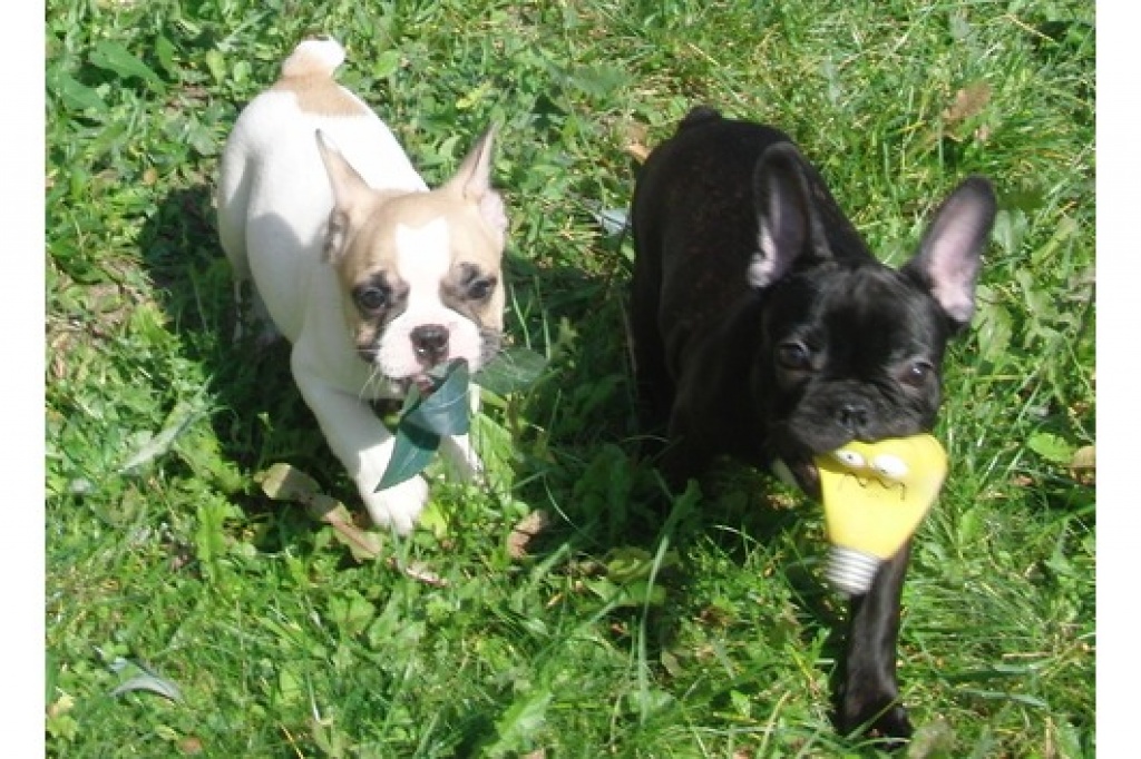 Typvolle Französische Bulldoggen Welpen in der Familie aufgezogen - Hunde - Heidelberg