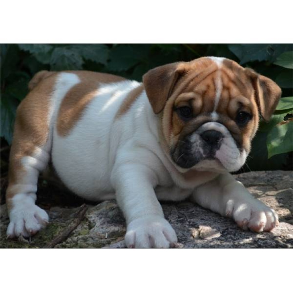 Süße Englische Bulldoggen Welpen - Hunde - Stuttgart