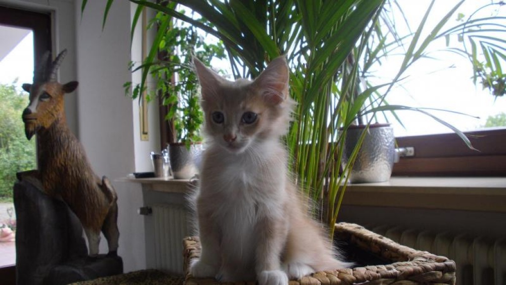 Typvolles Norwegisches Waldkatzen Baby 12 Wochen creme white - Katzen - Bad Endbach