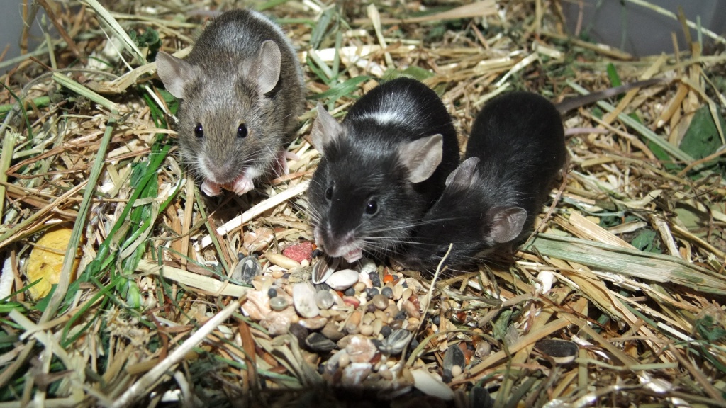 Farbmäuse     die bunte Verwandte unserer  Hausmaus ( Mus musculus ) - Nagetiere - Weil im Schönbuch