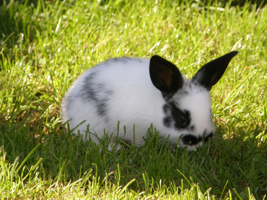 Urlaubsbetreuung Kaninchen Hasen Meerschweinchen Mäuse Ratten Kleintierbetreuung - Nagetiere - Gernsheim