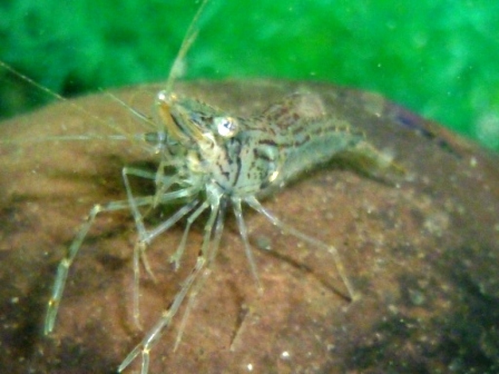 10 St. Glasgarnelen 25 € direkt vom Züchter - Fische - Hespe