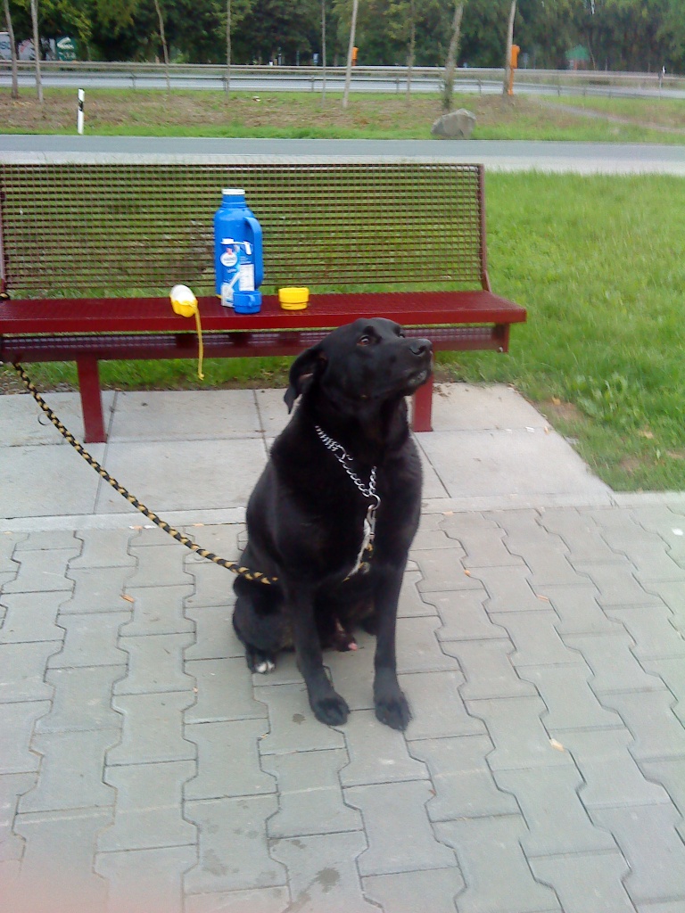 Suchen dringent ein neues liebevolles Zuhause - Hunde - Osburg