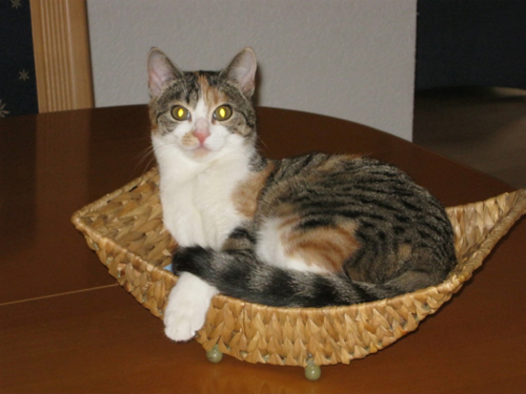 Emily sucht liebe neue Dosenöffner - Katzen - Gnotzheim