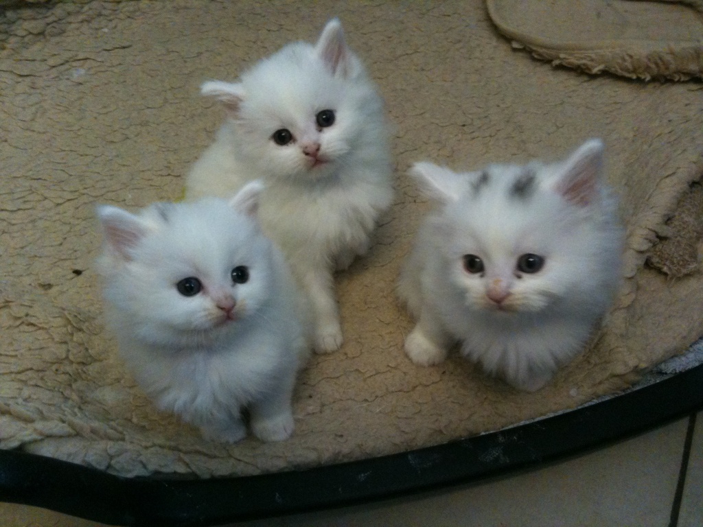 Main Coon Babys, Katzenkinder, Kitten - Katzen - Hamburg