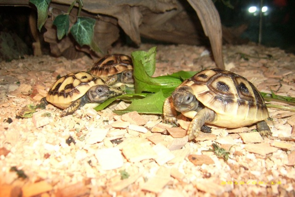 Griechische Landschildkröten - Reptilien - Königsbrück