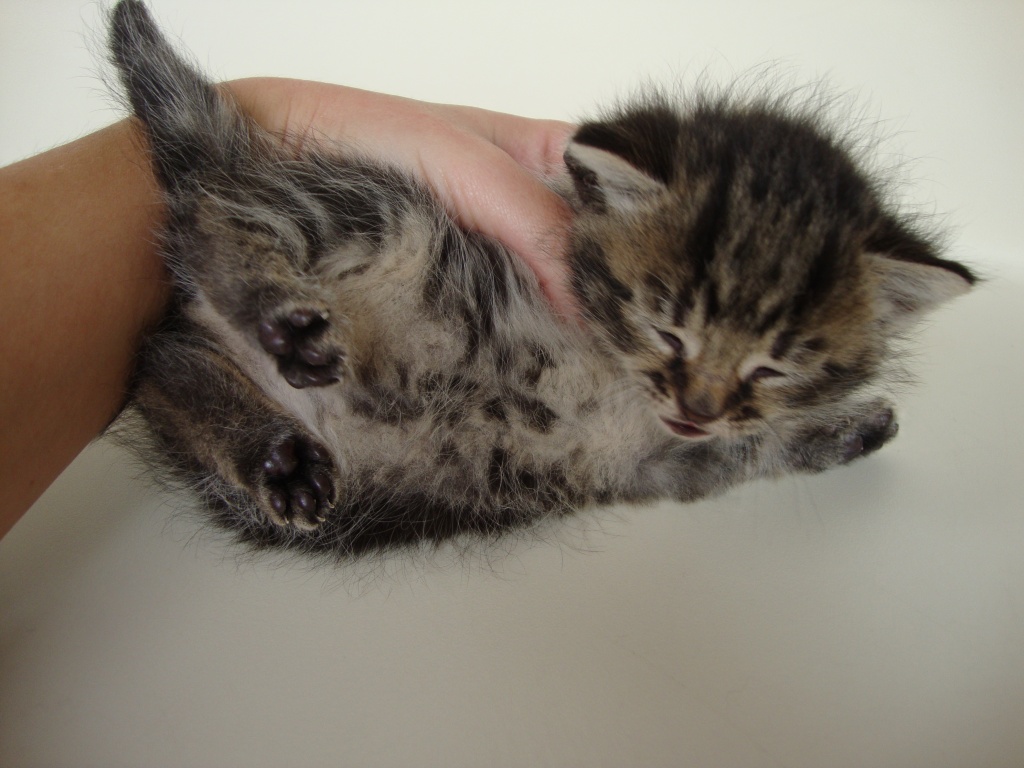 Katzenkinder/Kitten - Katzen - Gotha
