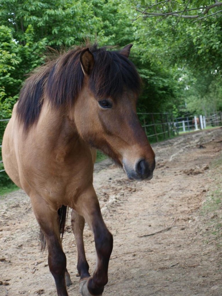 Isländer Wallach - Pferde - Erdweg