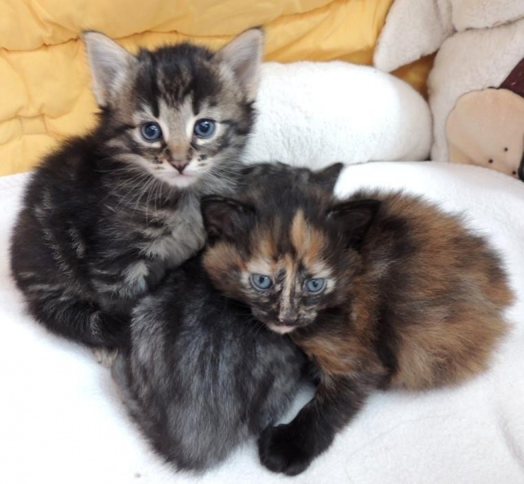 Norwegische Waldkatzenbabys ab 02. Dezember abzugeben - Katzen - Neu Eichenberg