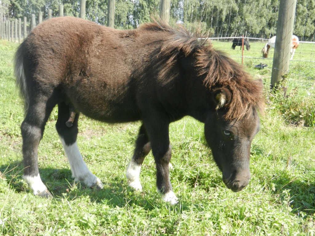 Original Shetlandponyhengstfohlen - Pferde - Dessau Roßlau