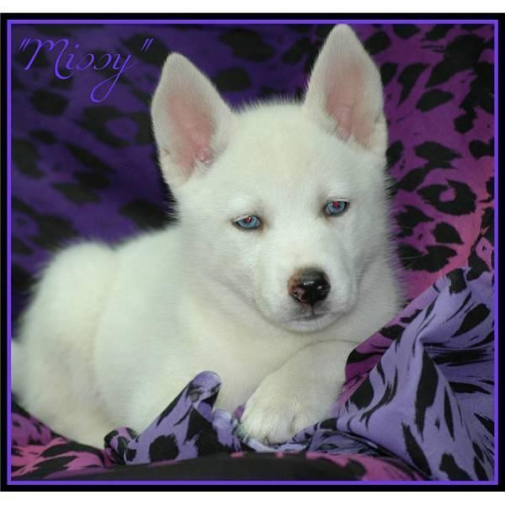 Sibirischer Husky Welpe ab sofort zu Verkaufen! - Hunde - Hamburg