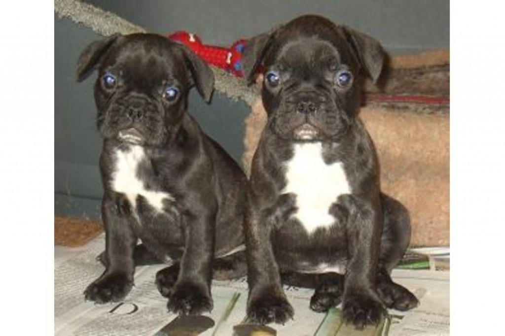 Französische Bulldogen dt. Zucht/fertig geimpft für 1 Jahr - Hunde - VIERSEN