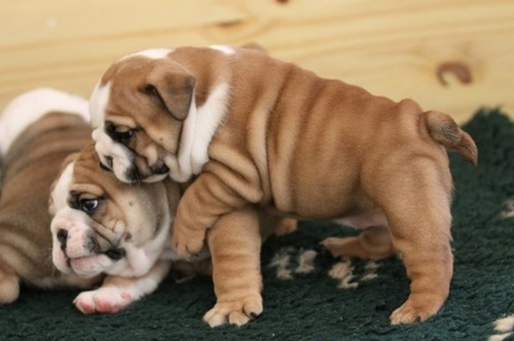 Reinrassige Traumhaft süße English Bulldoggen Welpen m. Ahnentafel - Hunde - Düsseldorf
