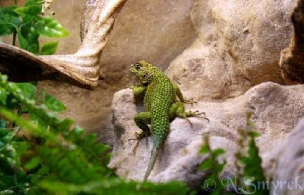 1.3 Sceloporus malachiticus - Malachit-Stachelleguane - Reptilien - Neuss