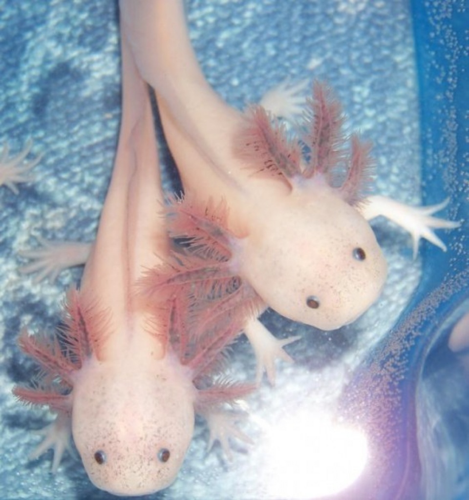 Axolotl Nachzucht 04/2012, chytridfrei - Amphibien - Nennhausen