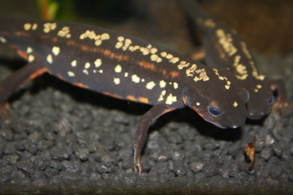 Biete Nachzuchten vom jap. Schwertschwanzmolch Cynops ensicauda popei NZ 09 und - Amphibien - Hamburg