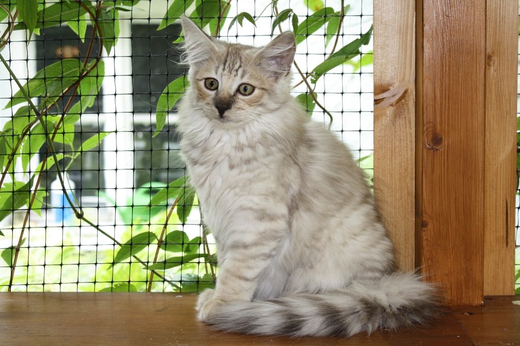 Norwegische Waldkatzenkinder - Katzen - München
