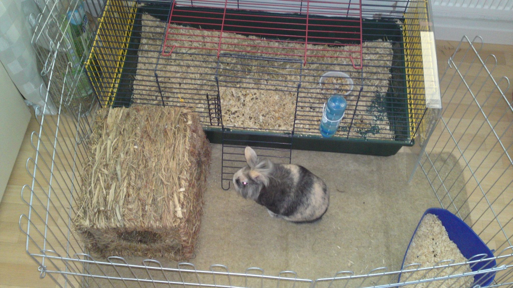 Suche Widder Kaninchen - Nagetiere - Essen