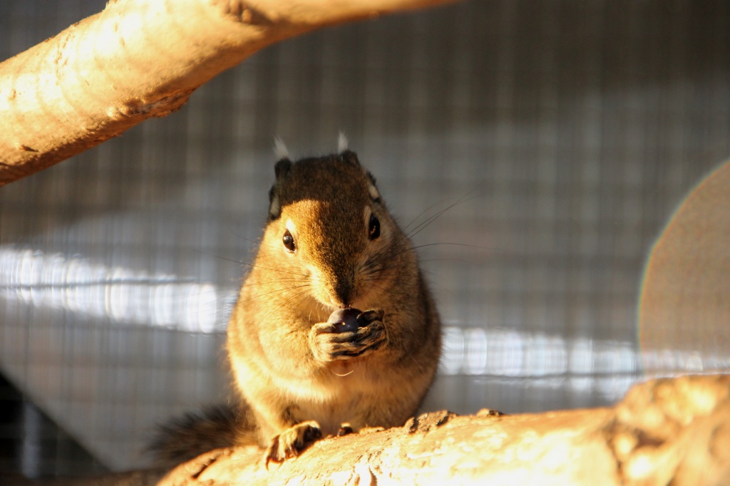 Baumstreifenhörnchen und Streifenhörnchen günstig abzugeben - Nagetiere - Hamm