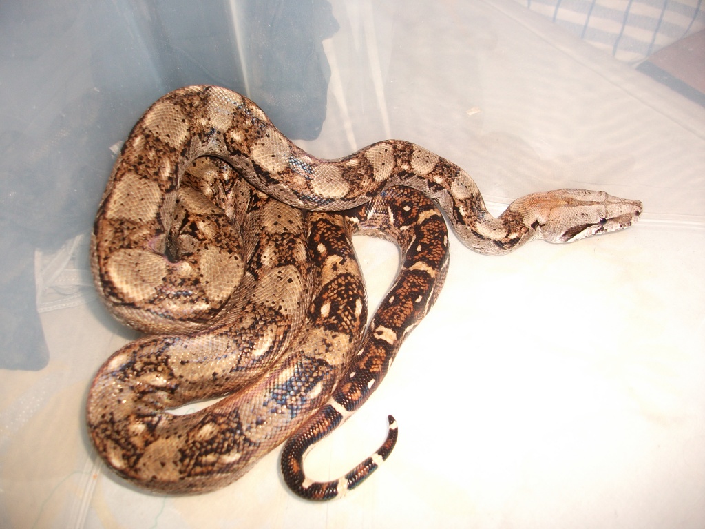 Boa Constrictor Imperator Hog Island incl.Glas-Terrarium120x60x60 abzugeben - Reptilien - Datteln