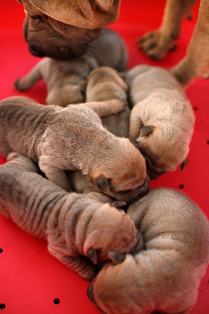 Shar pei reinrasig mit pedigre - Hunde - bad radkersburg