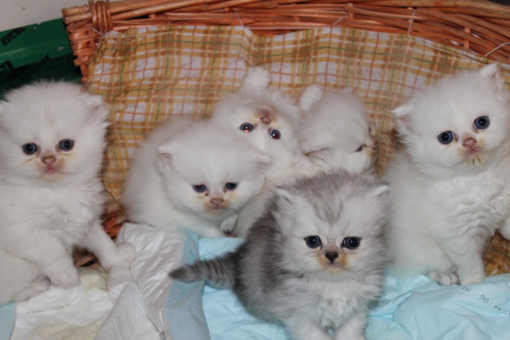Reinrassige Perserkatzen :) - Katzen - Oberboihingen