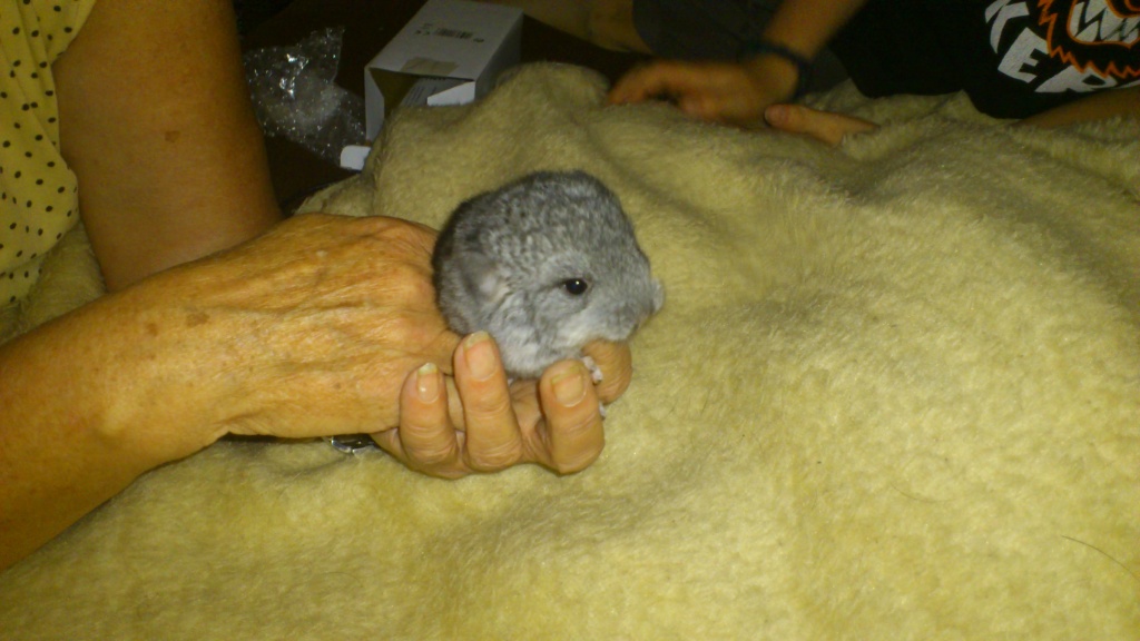 Handzahmes Chinchillababy - Nagetiere - Hemmoor