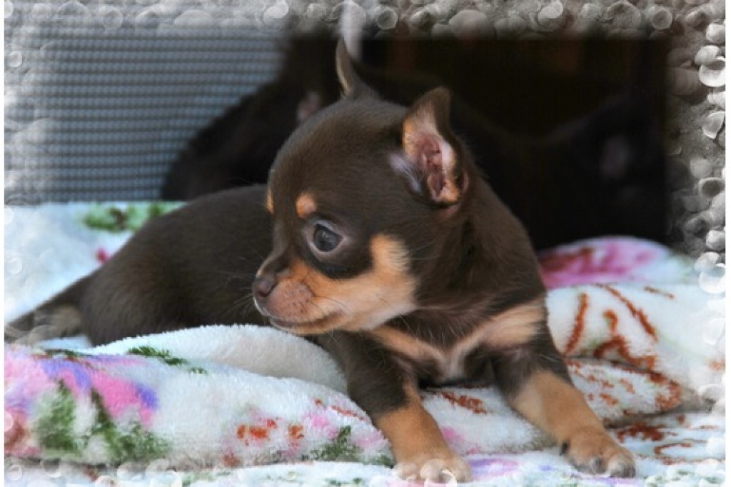 Typv.ges. Kurzh und lange Haare. Chihuahua Schoko männlichen und weiblichen, Wel - Hunde - Eschweiler