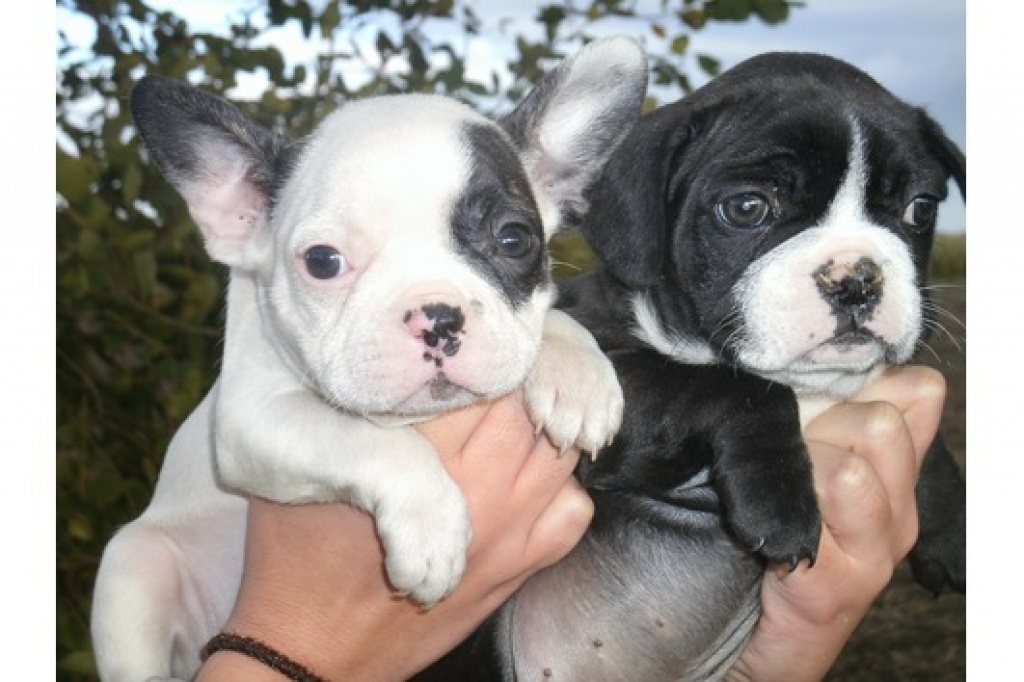 Top Französische Bulldoggen Welpen in reverse-brindle und brindle, freiatmend un - Hunde - Flensburg
