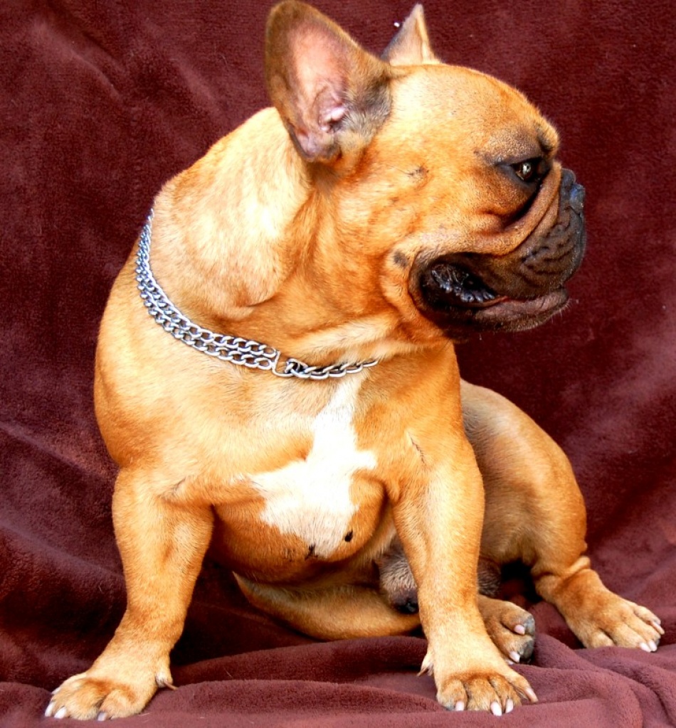 Französische Bulldogge  mit FCI Stammbaum - Hunde - Birgland