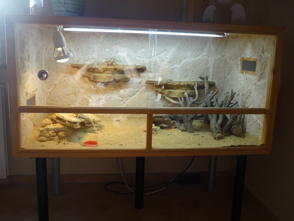 2 Bartagamen mit schönem Terrarium - Reptilien - Veckenstedt