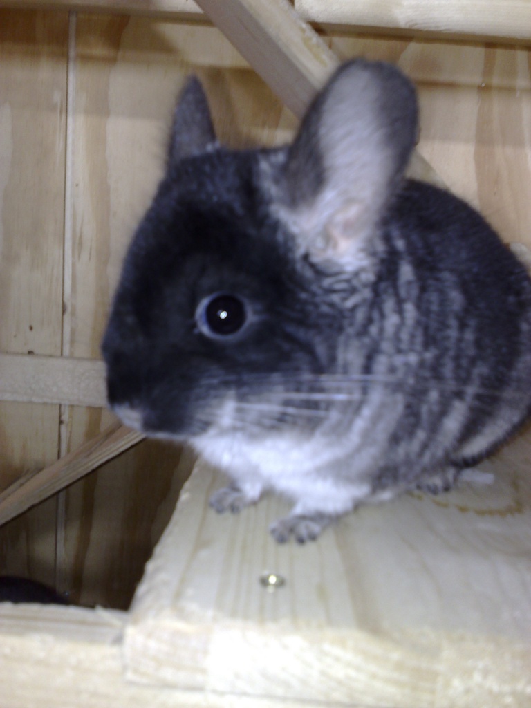 3 süße Chinchilla-Böckchen abzugeben - Nagetiere - Achim