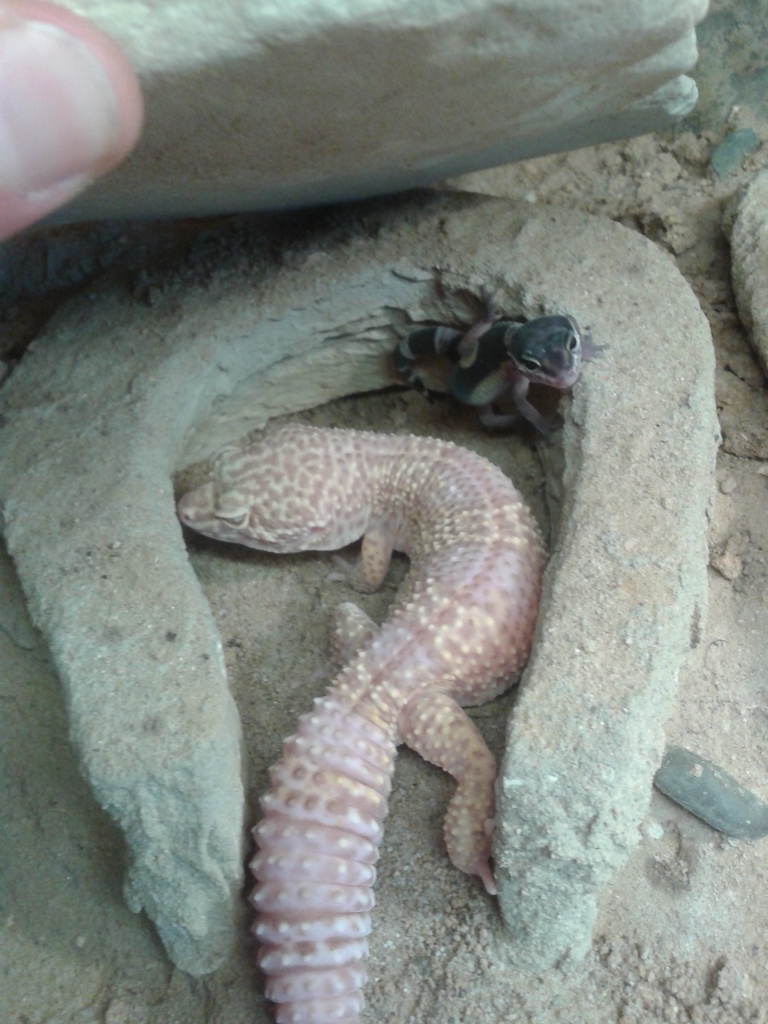 Leopardgeckos mit Nachzuchten (9/12) vergesellschaftet + Terra - Reptilien - Buxtehude