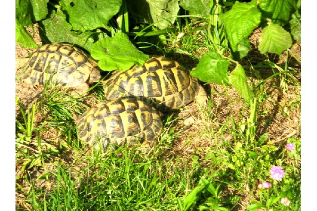 Landschildkröten griechische und Maurische zu verkaufen - Reptilien - Stuttgart