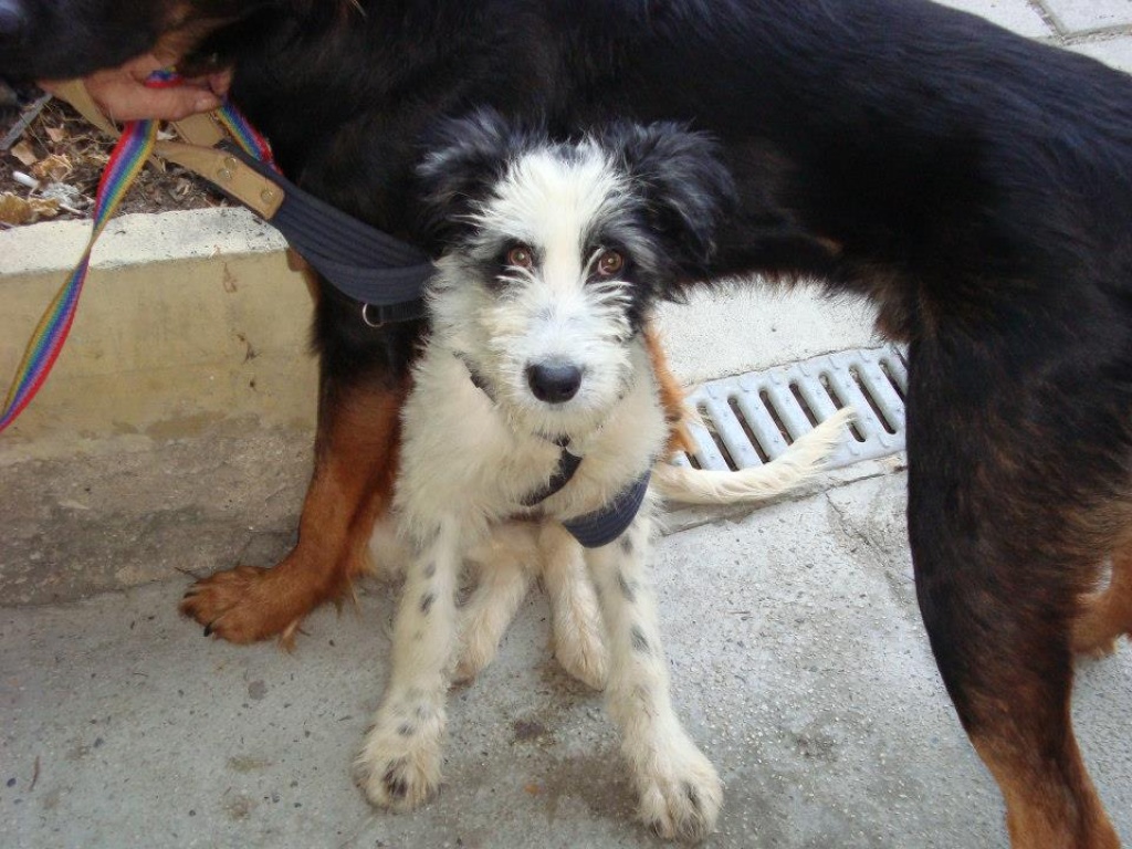 Für kleine Hündin von Varna nach Zürich - Flugpaten - altendorf