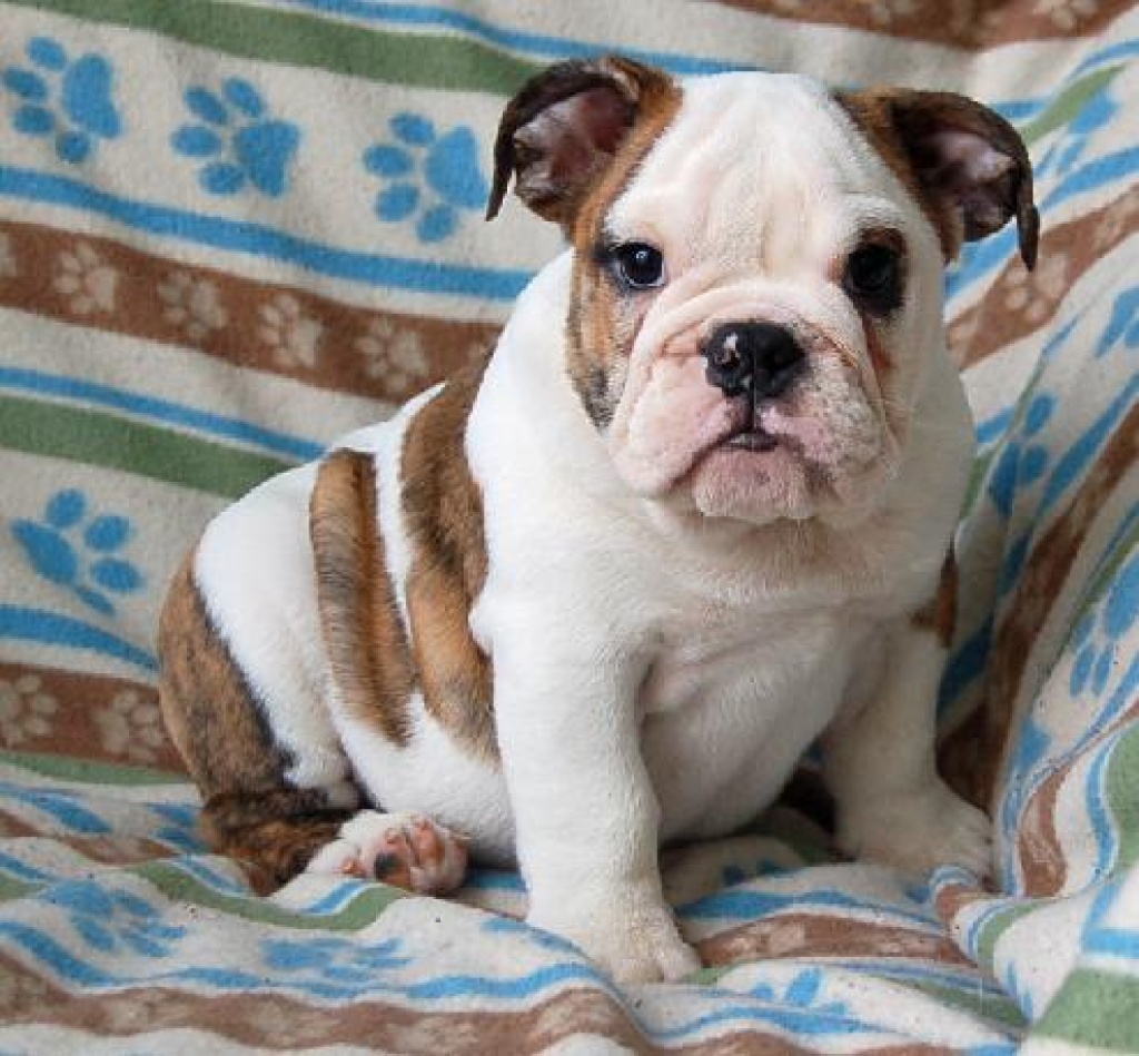 Wunderschöne engl. Bulldoggen-Welpen können sofort umziehen - Hunde - Köln