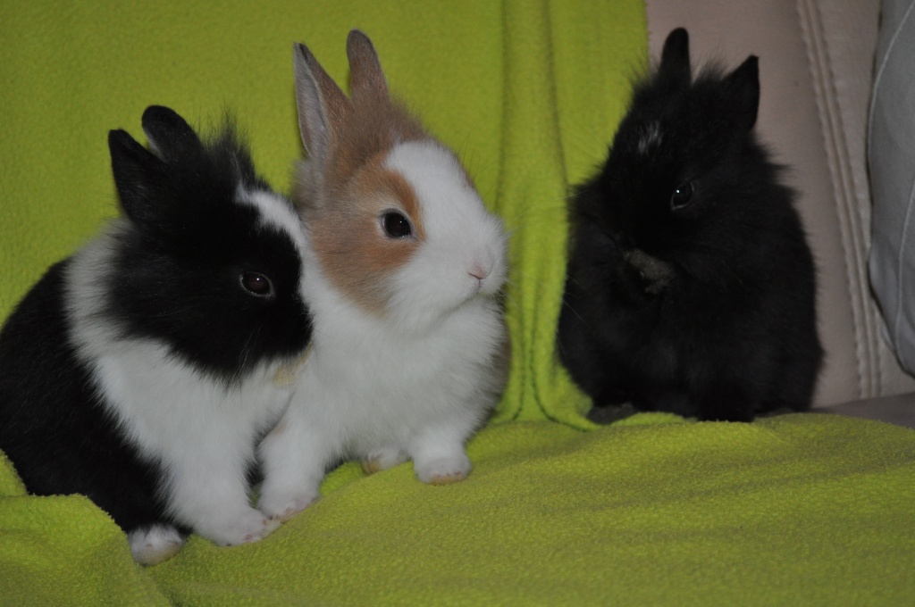 Löwenköpfchen - Nagetiere - Haßloch