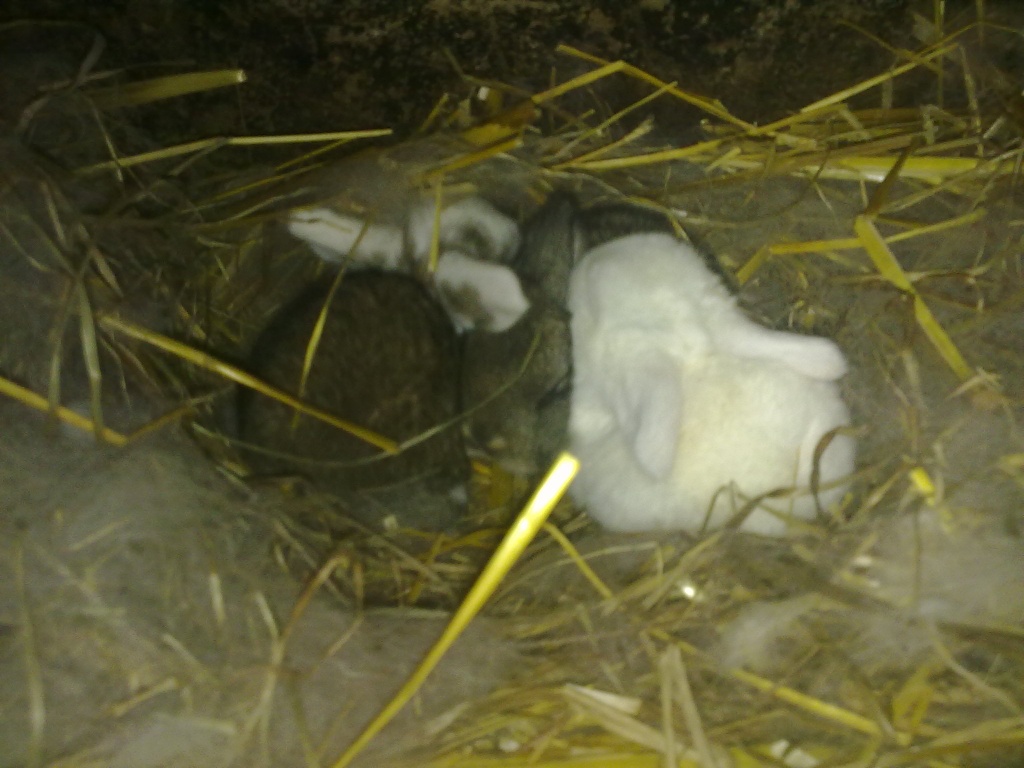 Kleine Schlappohren suchen neues Zuhause - Nagetiere - Rheine
