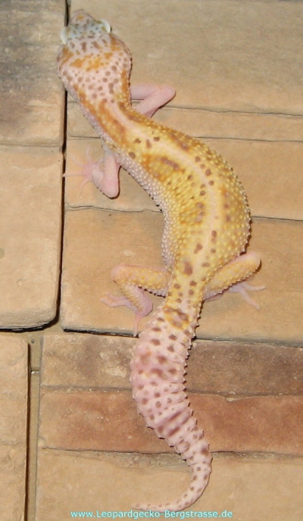 Leopardgecko Nachzuchten 2021 abzugeben - Reptilien - Bensheim