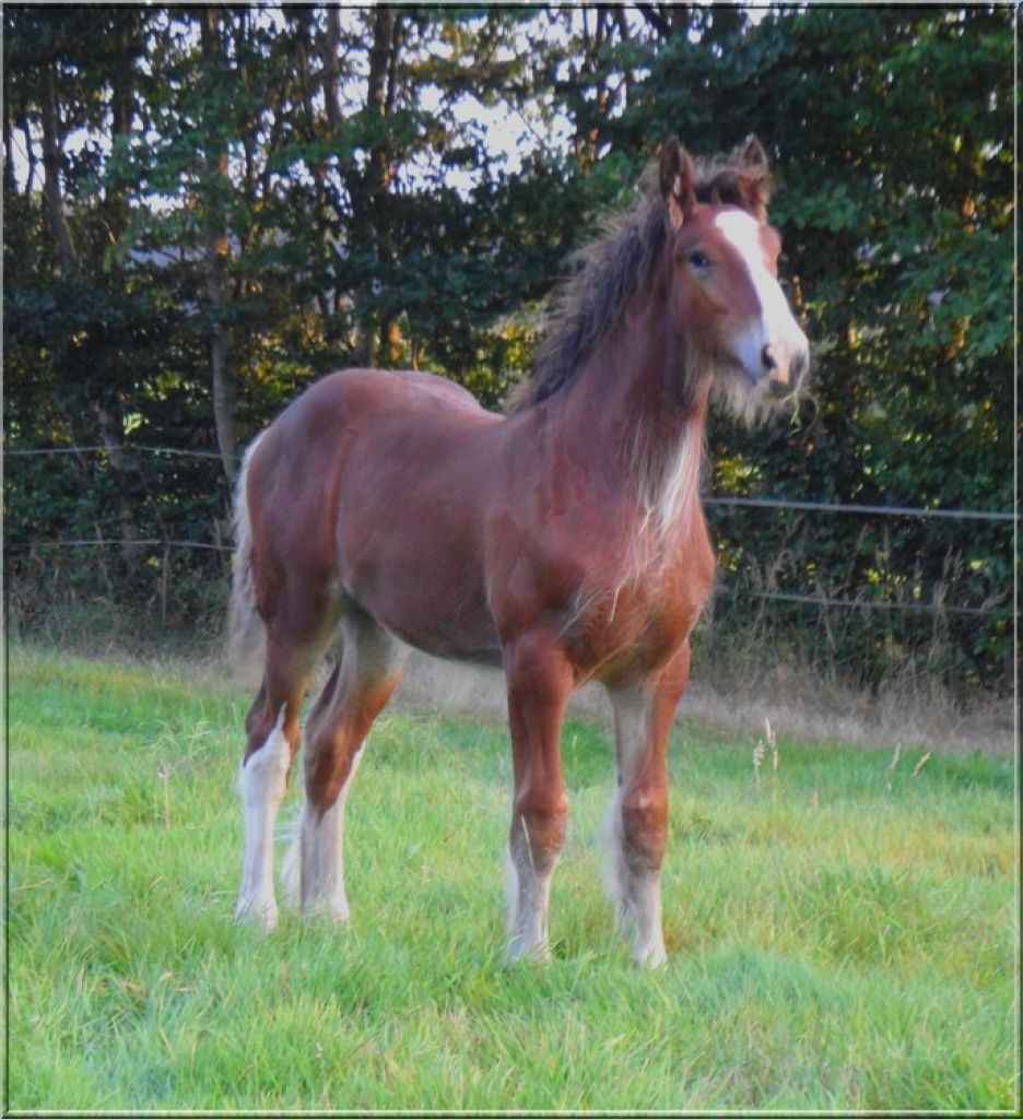 Top Shire Horse Hengstfohlen zu verkaufen - Pferde - Uplengen