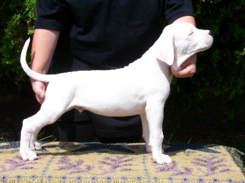 Dogo Argentino in liebevolle Hände abzugeben - Hunde - Düsseldorf