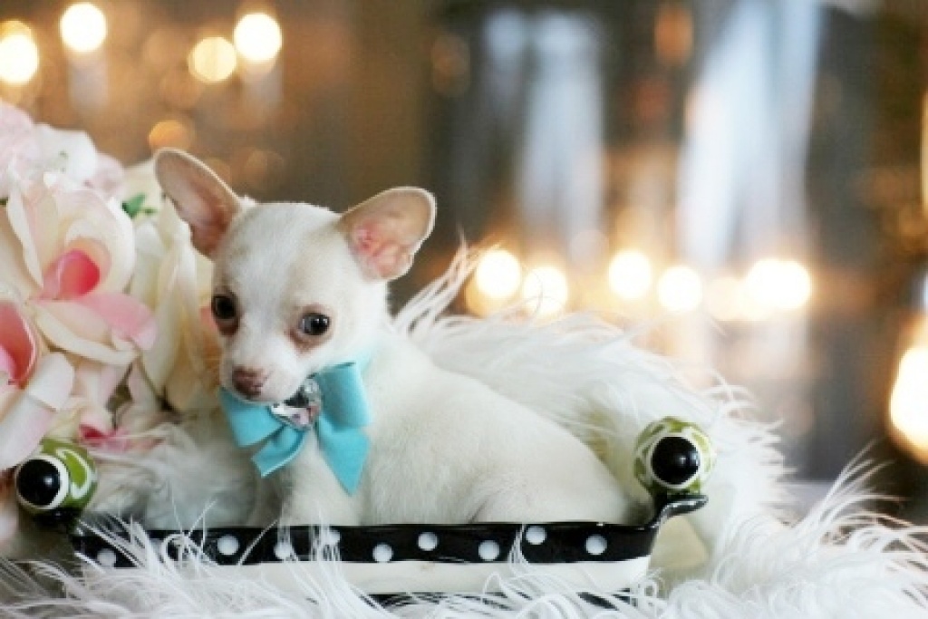 Chihuahua Welpen beige geimpft, gechipt, - Hunde - Wiesbaden