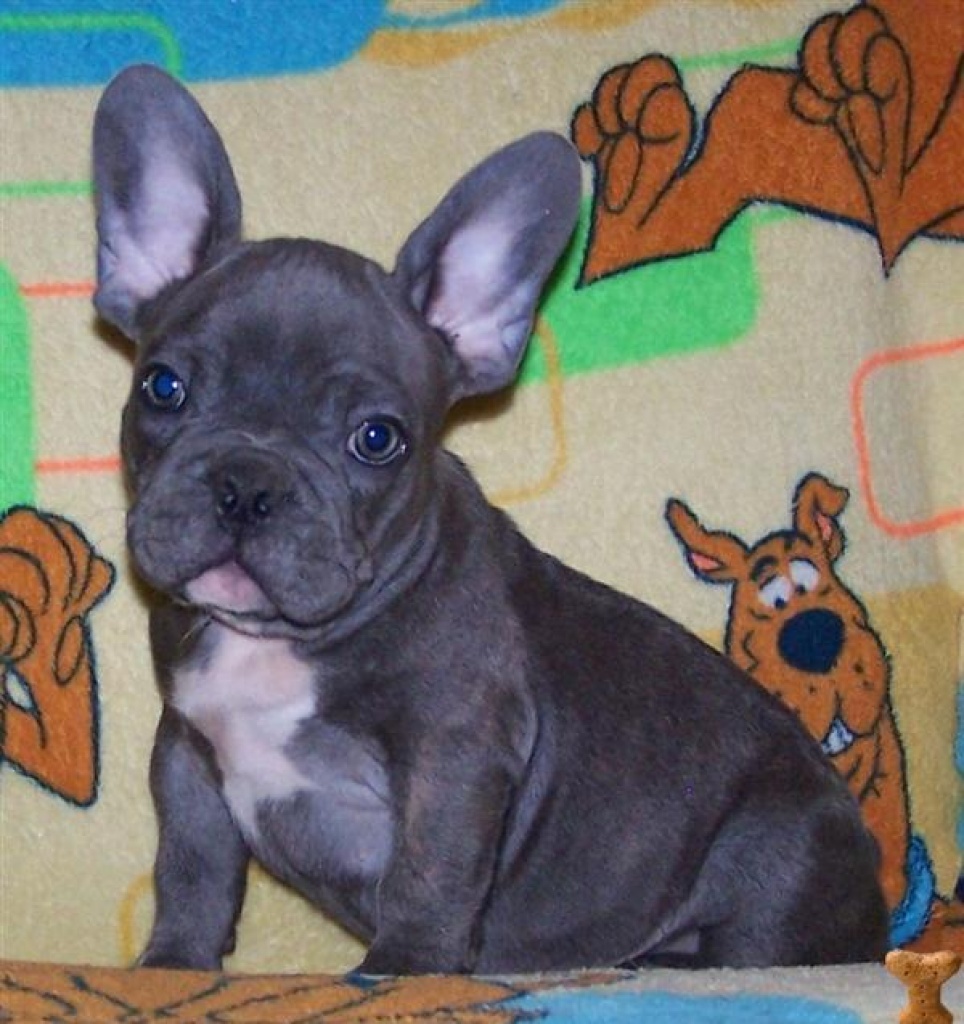 Französische Bulldoggen Welpen - weiß/schwarz - Hunde - Bensheim