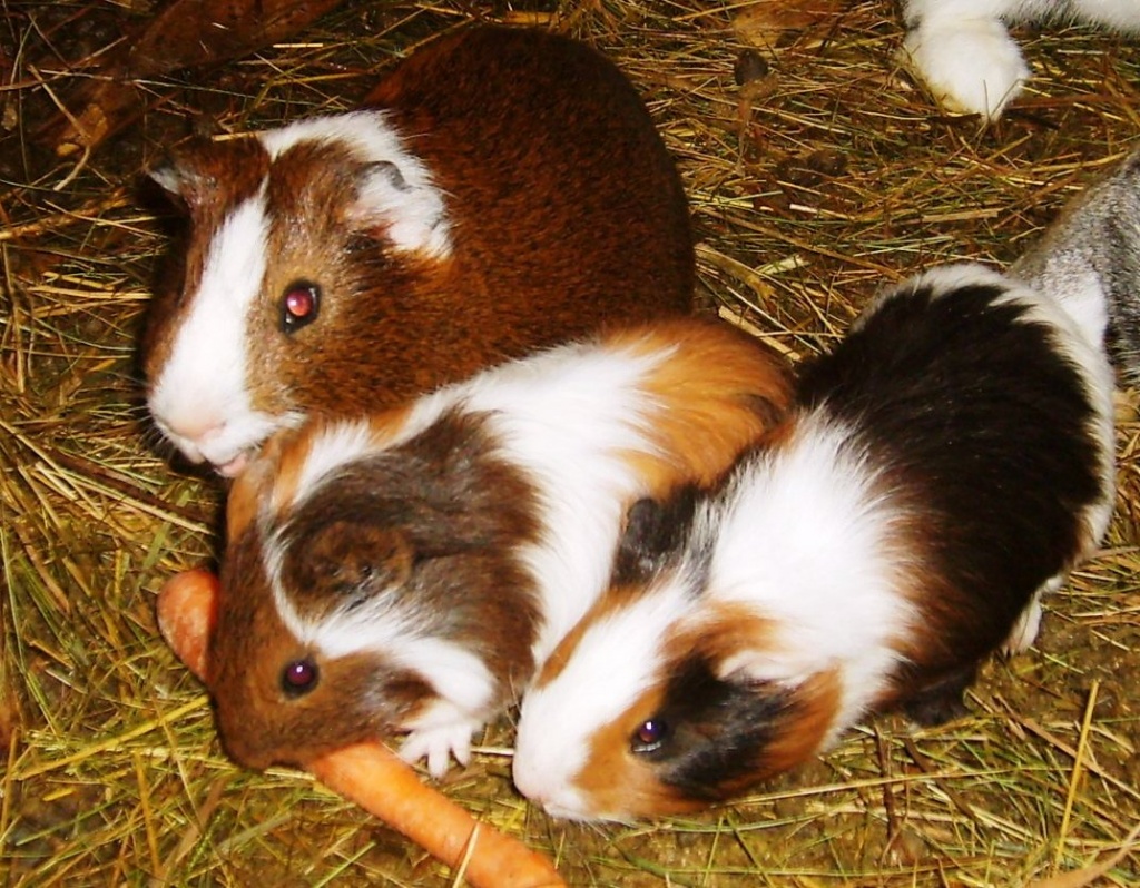 Meerschweinchen - Nagetiere - Rothenberg