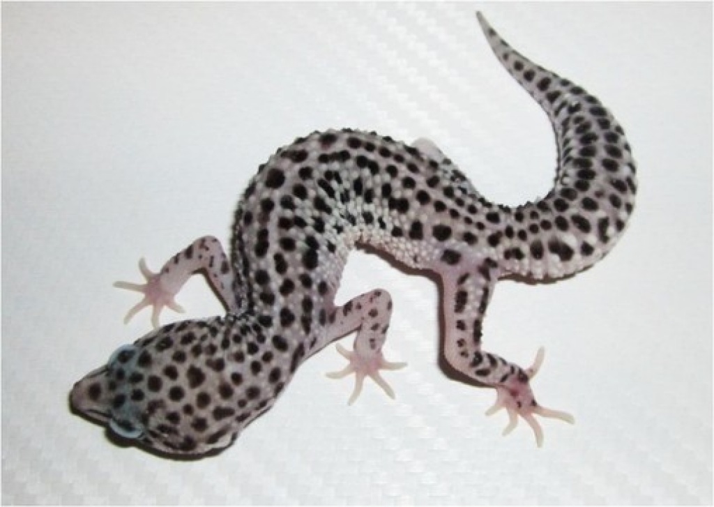 2 wunderschöne Mack Super Snow Leopardgecko Damen abzugeben. - Reptilien - Offenbach am Main