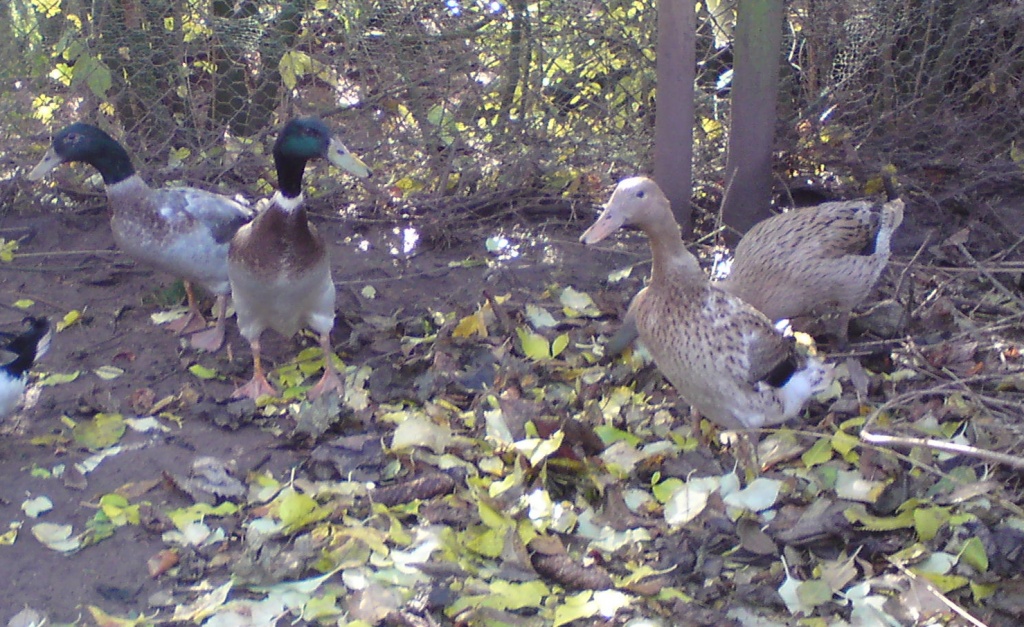 Junge Laufenten aus Naturbrut - Nutztiere - Tübingen