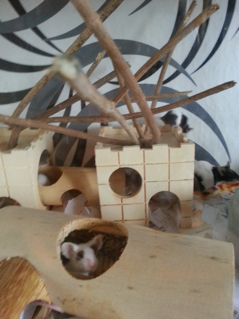 Mäuse Farbmäuse 0,50 € - Nagetiere - Magdeburg