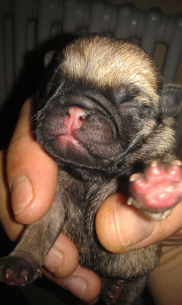 Mopswelpen - Hunde - Berlin