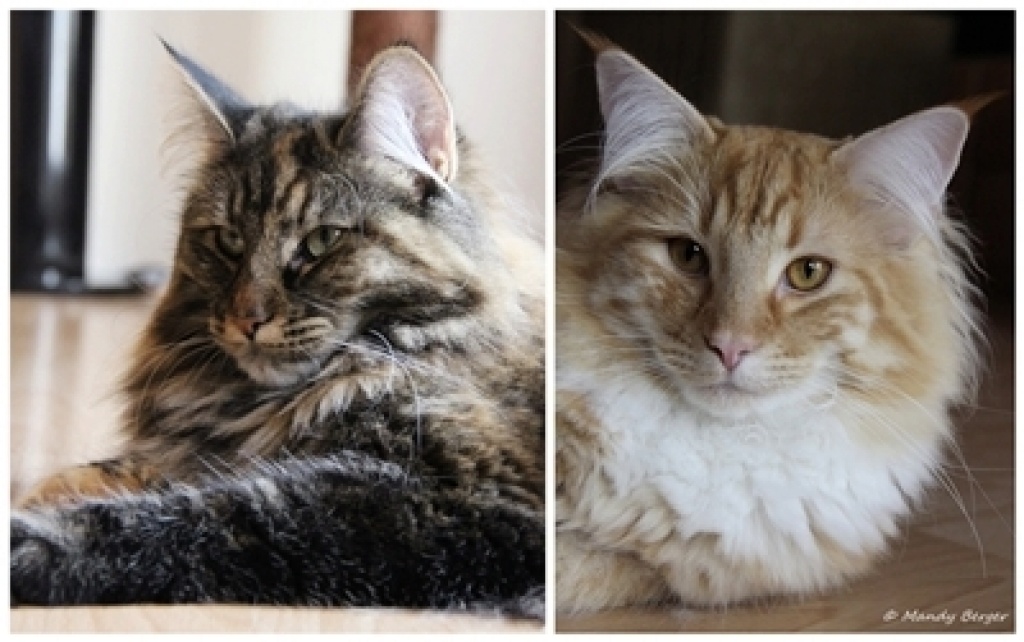 Typvolle Norwegische Waldkatzen-Kitten - Katzen - Bergkamen
